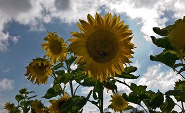 Die Grünen wurzeln in den 1970ern: Umweltschutz wird wichtig und die anderen Parteien verpennen den Trend. Fotos: Joachim E. Röttgers