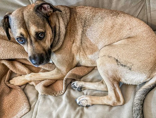 Hund Clyde mit Tattoo aus Kettenfett. Foto: privat