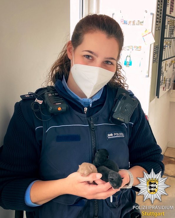 Oh weh, hier droht ein Zuckerschock: Die drei pelzig-putzigen Winzlinge ... 