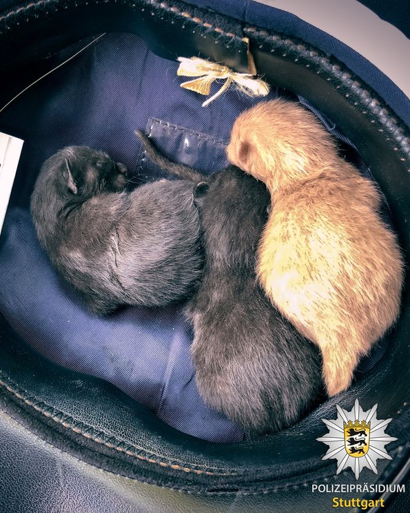 ... passen zu dritt in die gemütliche Dienstmütze! Fotos: Polizei Stuttgart.