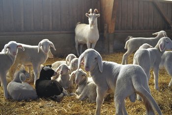 Schafe: eine Nische im kuhbetonten Allgäu. Foto: Roland Reck