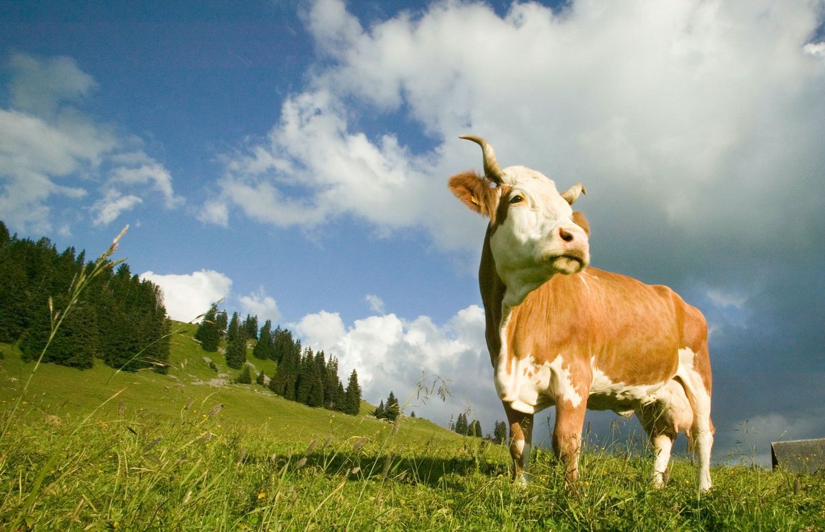Bei Volksabstimmungen nicht stimmberechtigt: Schweizer Kuh auf dem Hornfluh im Berner Oberland. Foto: Joachim E. Röttgers