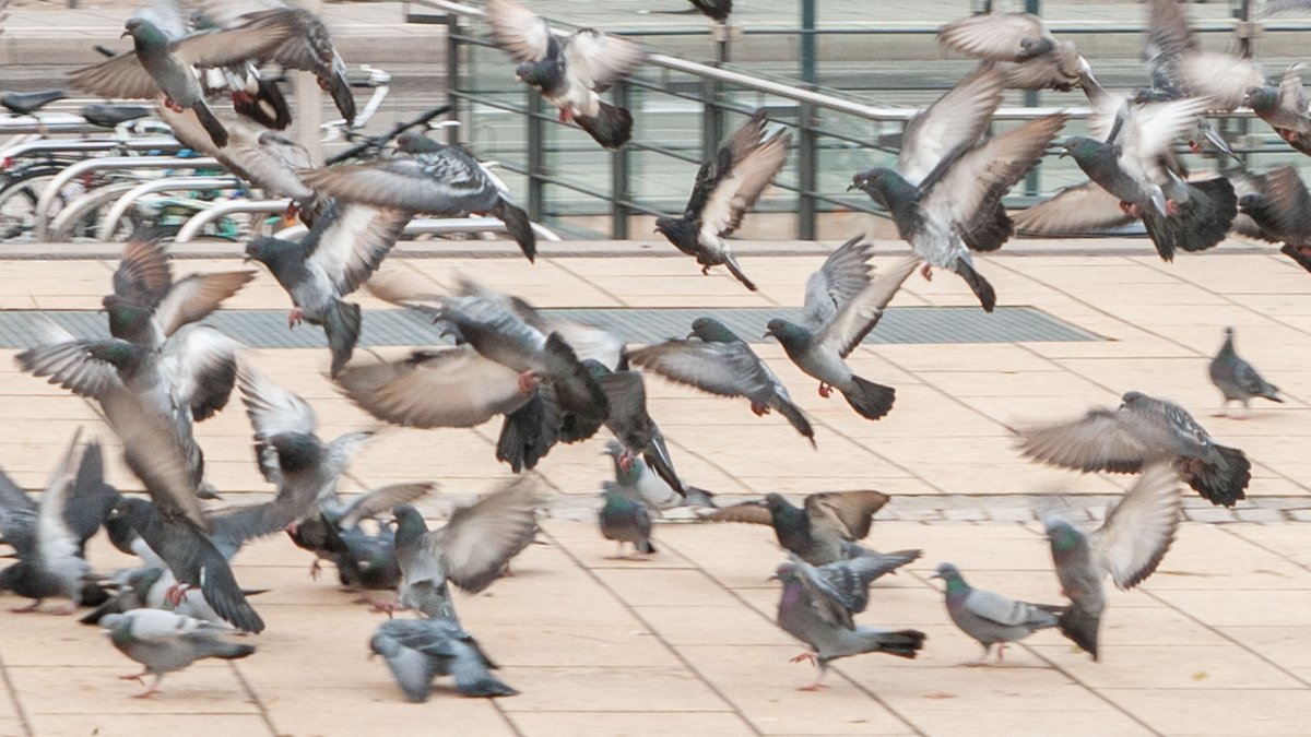 ... um sich nur ein paar Schritte weiter wieder niederzulassen. Meist in Gesellschaft.