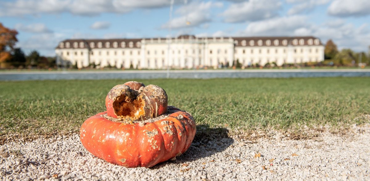 Ist das ein Kürbis oder das Hirn des Verfassers? Nach einem Besuch der Ausstellung scheint nichts mehr gewiss.  Ist das ein Kürbis oder das Hirn des Verfassers? Nach einem Besuch der Ausstellung scheint nichts mehr gewiss.