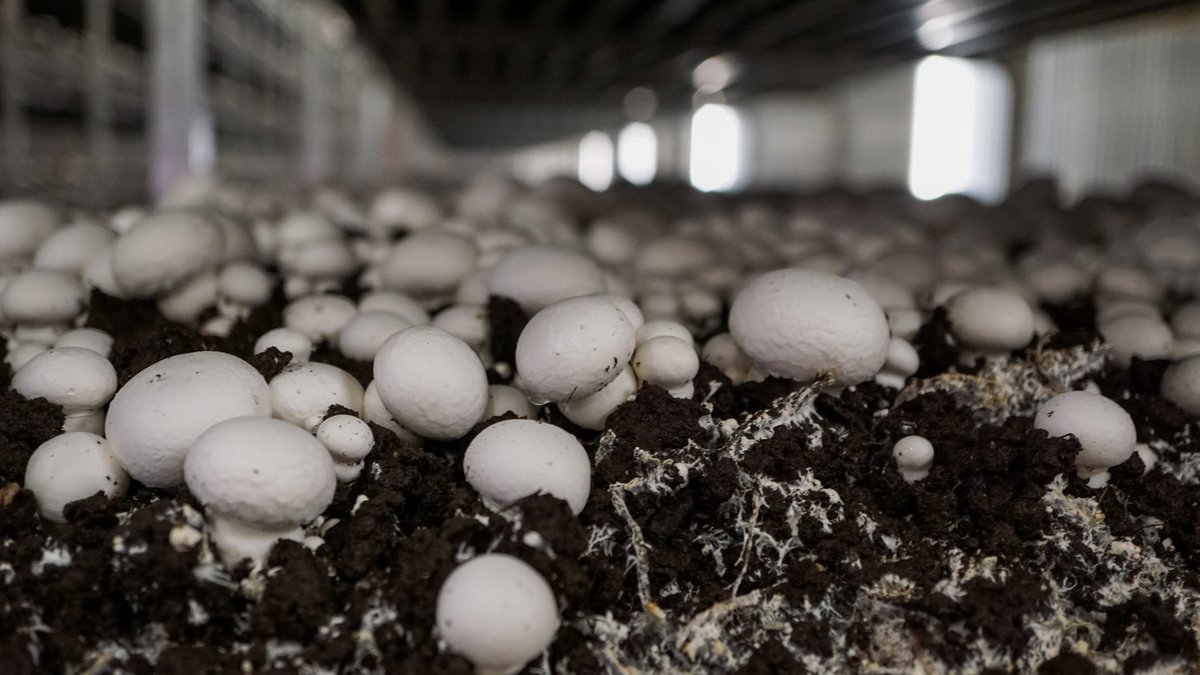 Gedeihen im Zwielicht: Zuchtchampignons. Foto: Alison Harrington, CC BY-SA 2.0, https://www.flickr.com/photos/125349922@N05/14557643464