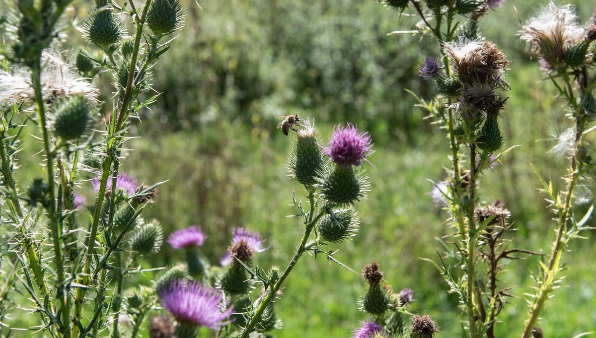 Auch die Bienen werden fündig bei den vielen Wildblumen auf Roths Grundstücken. 