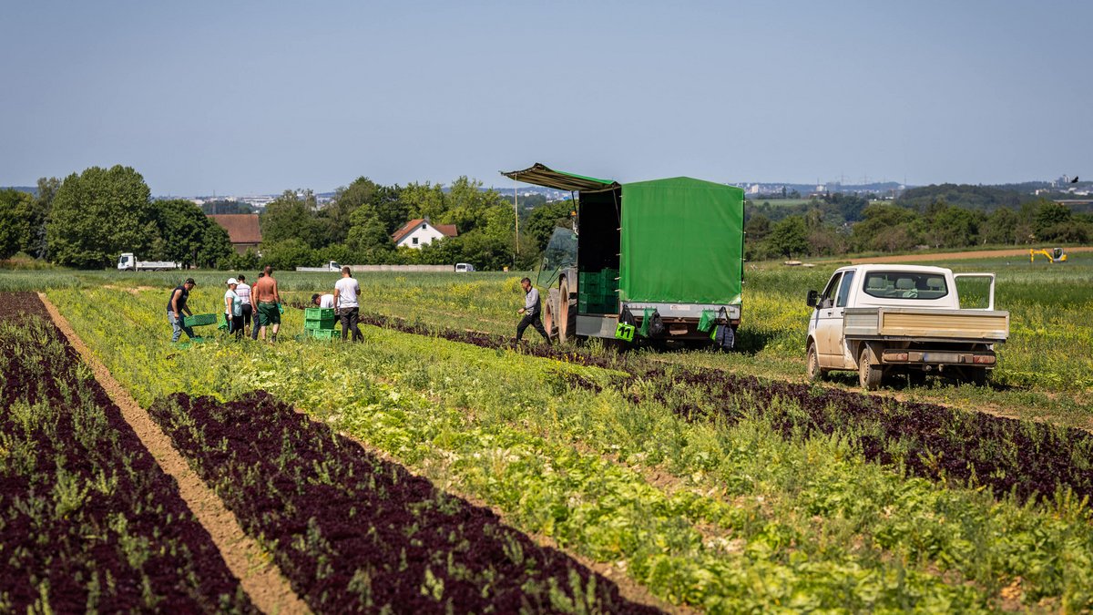 Auch auf diesem Salatfeld arbeiten Rumän:innen.