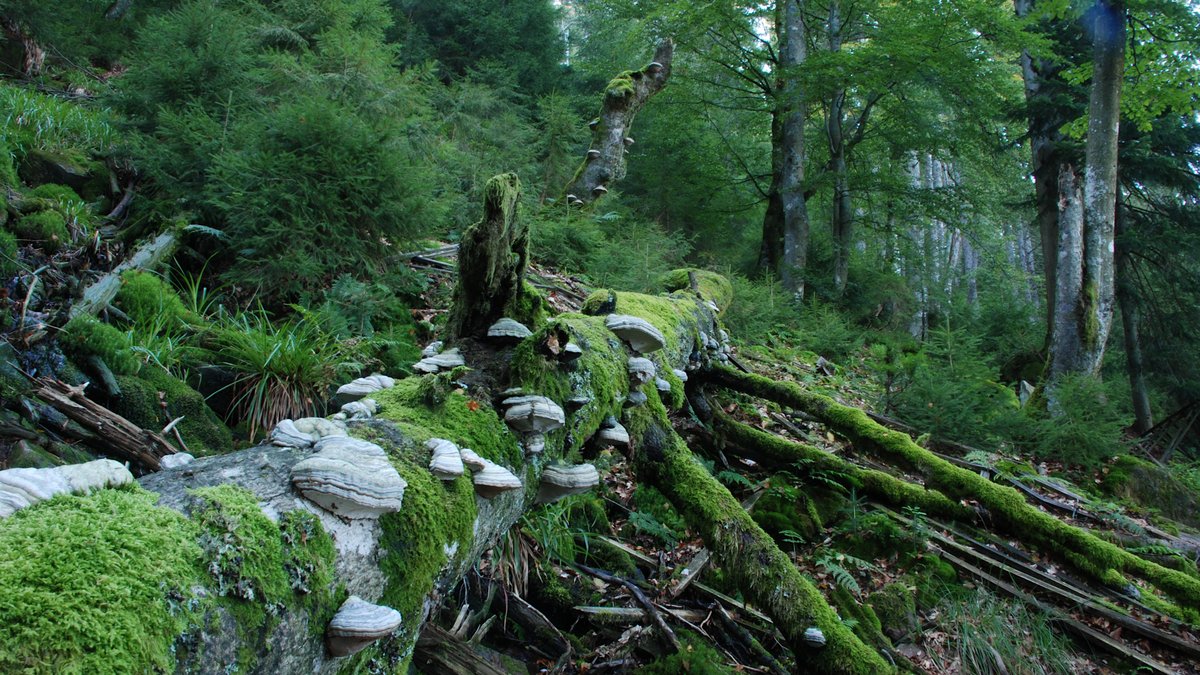 Totholz voller Leben: am Wilden See im Nationalpark Schwarzwald. Foto: Nationalpark Schwarzwald, Charly Ebel
