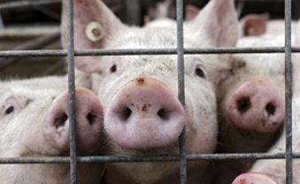 Schweinefleisch für alle