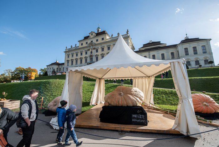 Das ist er: der Weltrekord-Kürbis.  Das ist er: der Weltrekord-Kürbis.