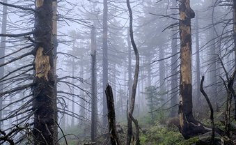 Windräder als Waldschützer