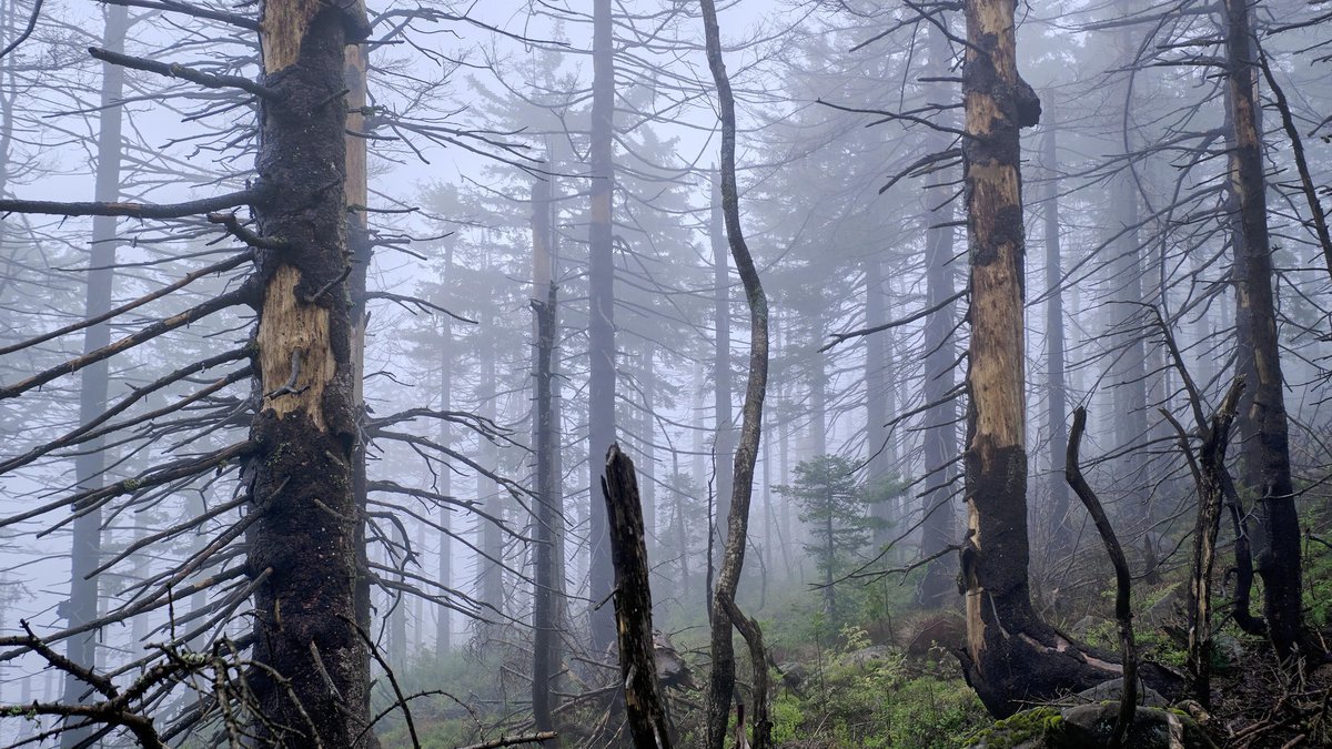 Tote Bäume an der Hornisgrinde, Nordschwarzwald. Foto: Joachim E. Röttgers