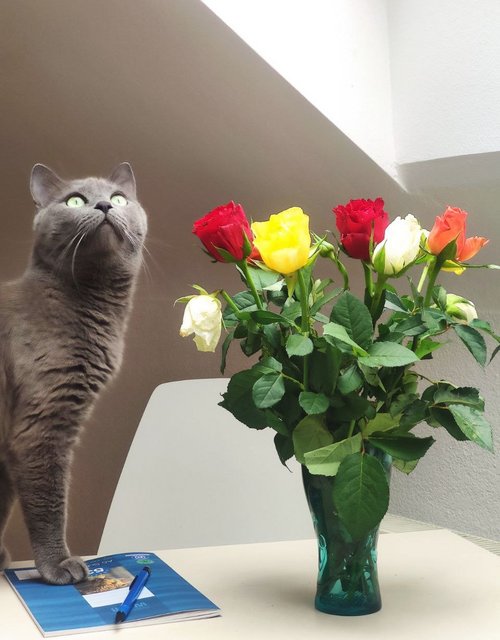 Die Katze nahm sie aus der Ukraine mit, die Rosen stammen aus dem Tafelladen. Foto: Anna Kupriy