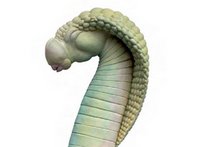 Eine Kobra als Schwanzspitze. Foto: Lenk