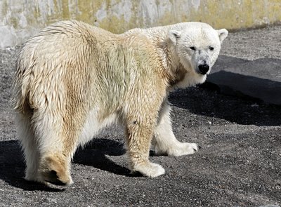 Auch Eisbären wollen anständig leben können.