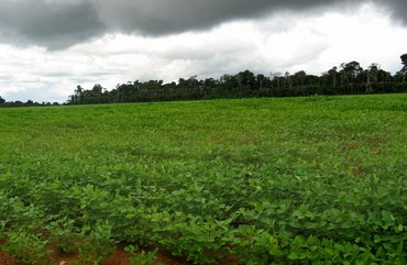 Soja-Monokultur in Brasilien. Foto: Poema