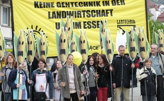 Genmais: kleiner Bauer, große Lobby