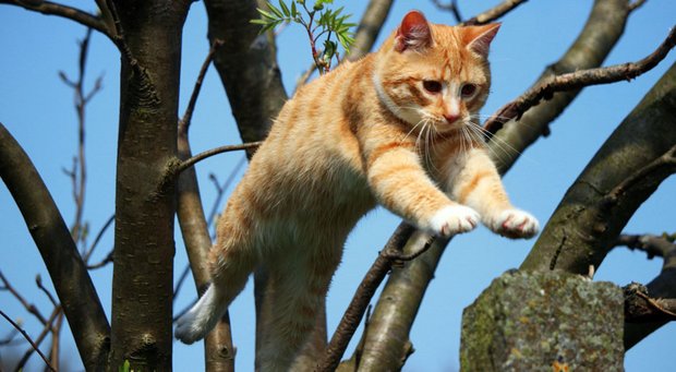 Zum Umstieg nur ein Katzensprung. Foto: Pixnio