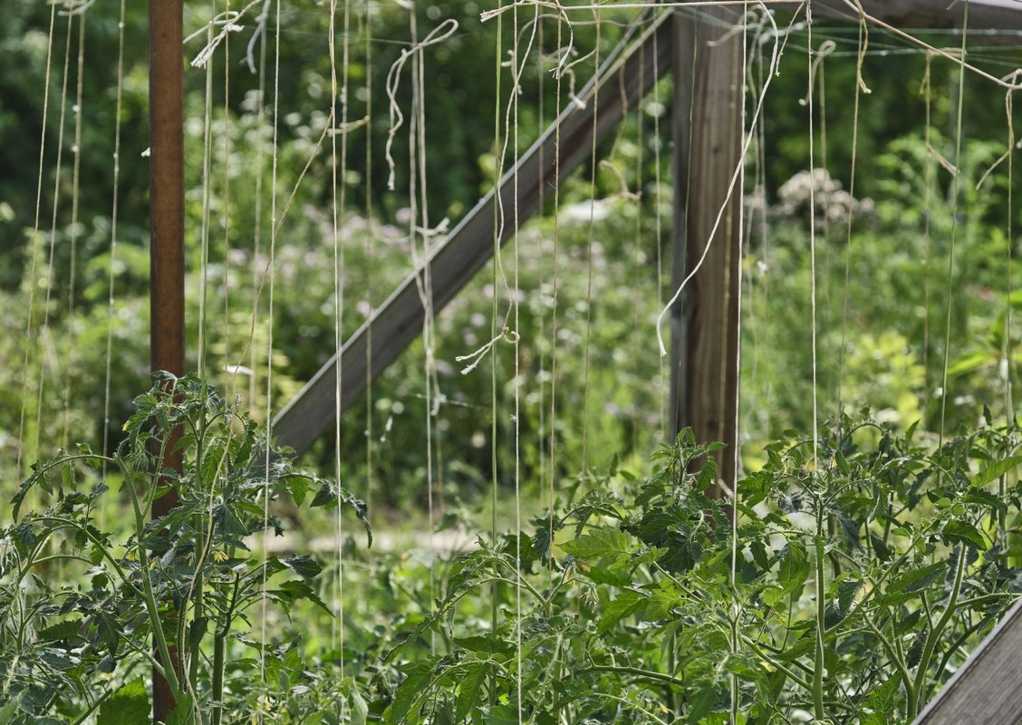 Tomaten am Faden, Stadtacker.