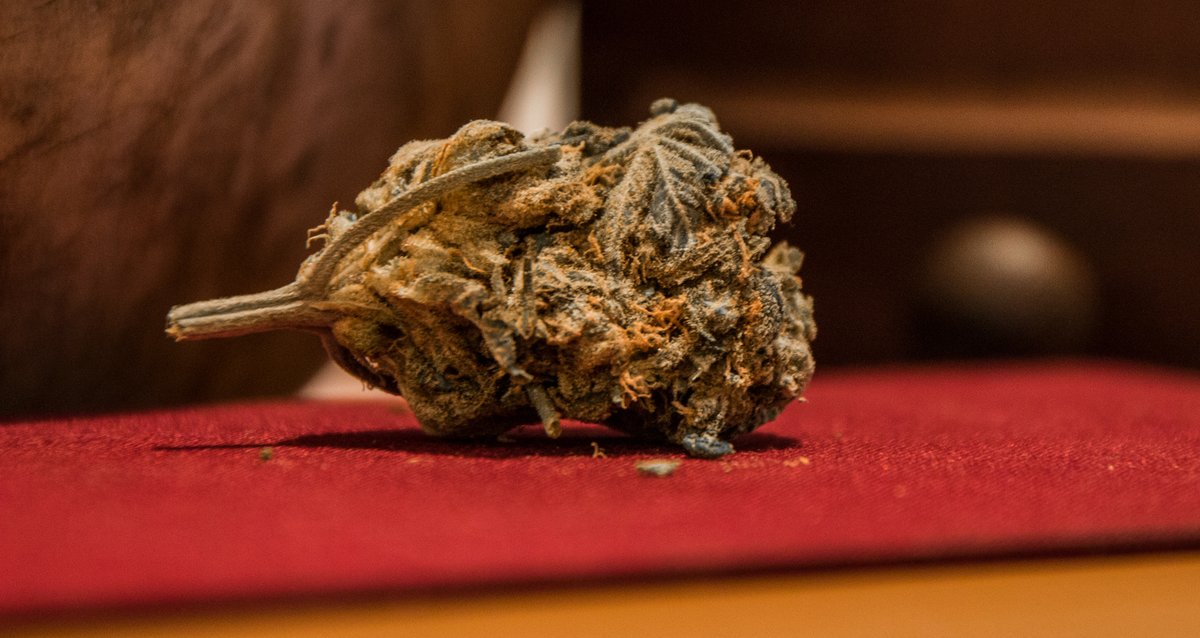 Um ihre Finger an ein paar Blütchen zu bekommen, nehmen Konsumwillige die ein oder andere Zumutung auf sich. Foto: privat