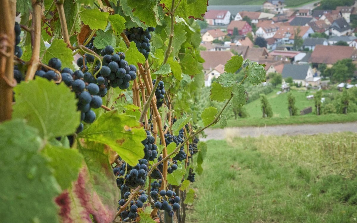 Erntezeit ist im Bioenergiedorf immer. Bald ist auch der Lemberger dran.