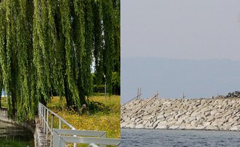 Die Kahlschlag-Gartenschau
