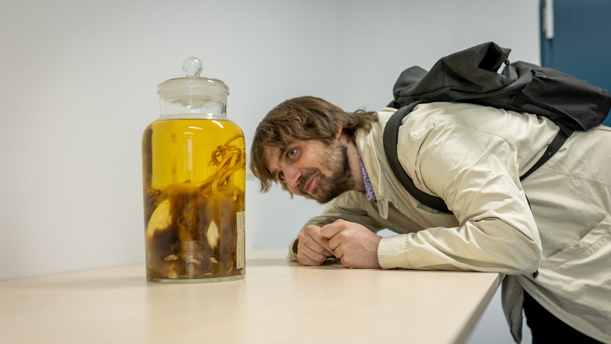Eigentlich lassen sich Redakteur:innen nicht gerne fotografieren. Doch wie Minh Schredle den Rattenkönig im Naturkundemuseum Stuttgart inspiziert, musste dokumentiert werden.