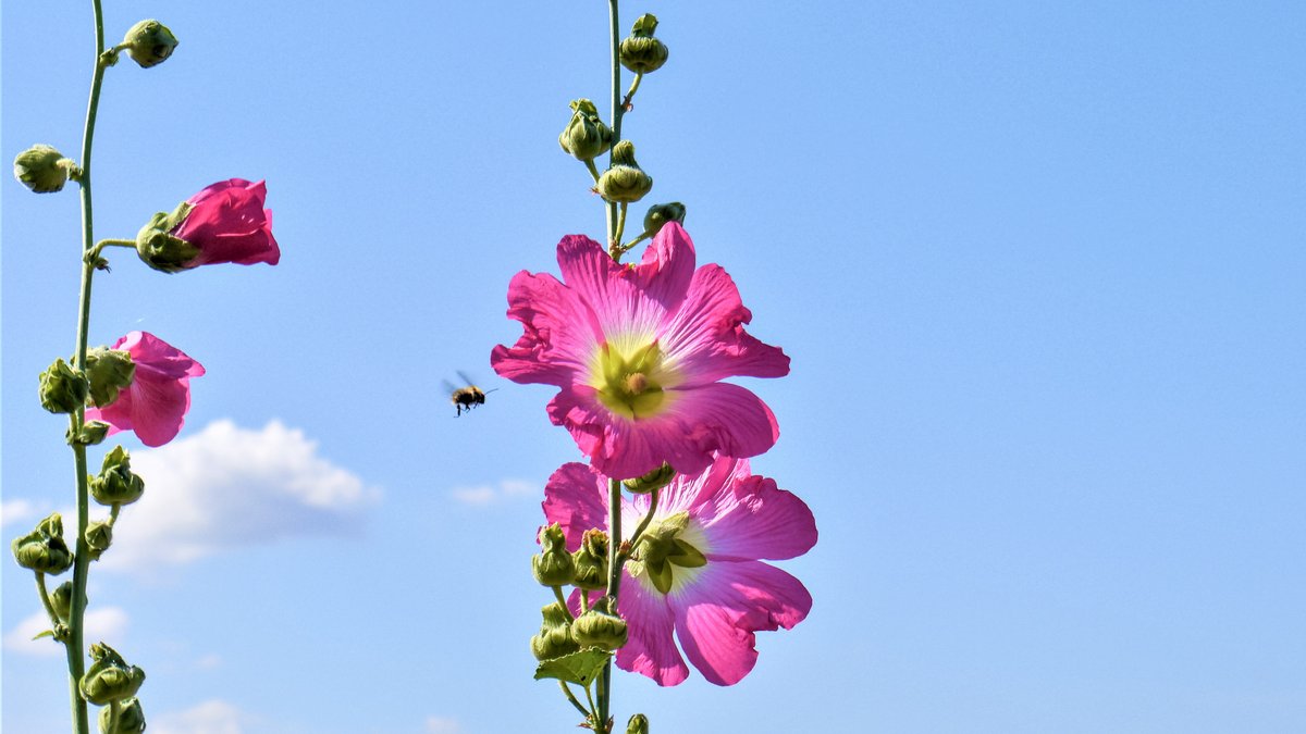 Insektenluxushotel Malve, Wildbiene beim Landeanflug.