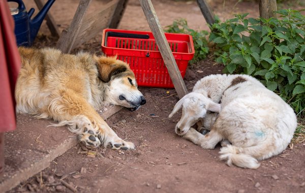 Freunde: Hund Ori und Schaf Ole.  Freunde: Hund Ori und Schaf Ole.