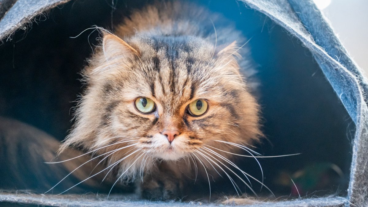 Einfach nur ein süßes Katzenfoto? Nein. Zu Beginn des Jahres 2025 wohnten vorübergehend zwei Katzen in der Redaktion. Bringt bestimmt Klicks.
