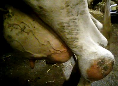 Kuh mit Geschwür am Bein und riesigem Euter.