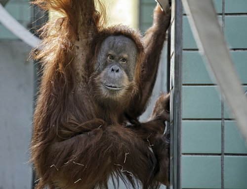 Auch die Vorfahren eines Orang-Utans können erfragt werden.