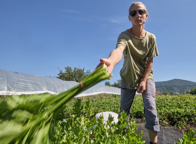 Stangensellerie für die Gemüsekiste.