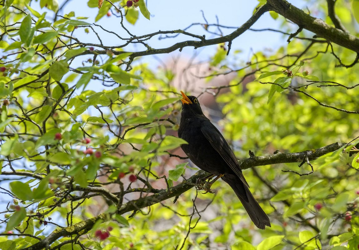 Da! Ein Strich bei Amsel ...