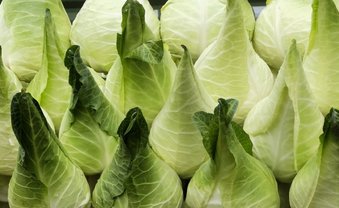 King-Kraut of Filderebene