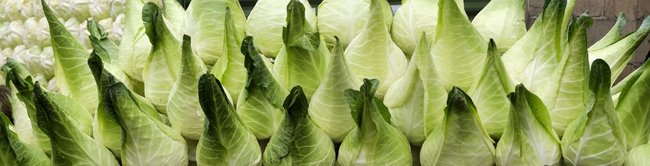 King-Kraut of Filderebene
