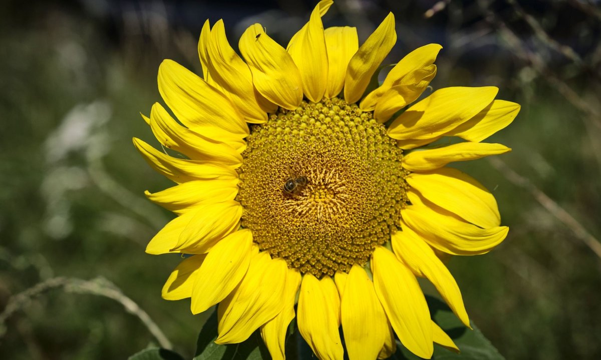 Blumen und Sonne und Sonnenblumen, und ...