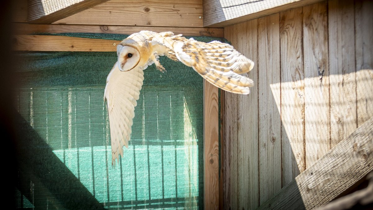 Schleiereule. Ihr Flug ist so gut wie geräuschlos. Schleiereule. Ihr Flug ist so gut wie geräuschlos.