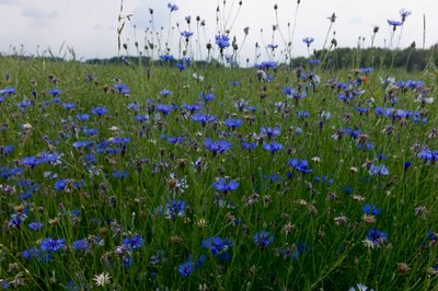 Nicht mehr nur die Kornblumen sind bedroht, sondern das komplette System.