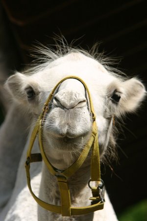 Spuckattacken auf rechte "Tierschützer" sind nicht bekannt. Foto: Joachim E. Röttgers