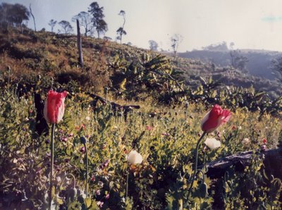 Opium-Feld der Akha in den 1980ern im Grenzgebiet Myanmar, Thailand, Laos. Foto: Herbert Grammatikopoulos 