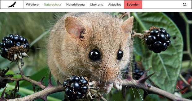 Wie putzig: Die DWS präsentiert die Haselmaus, ihr Tier des Jahres 2017, unterm roten Spenden-Button. Screenshot: www.deutschewildtierstiftung.de