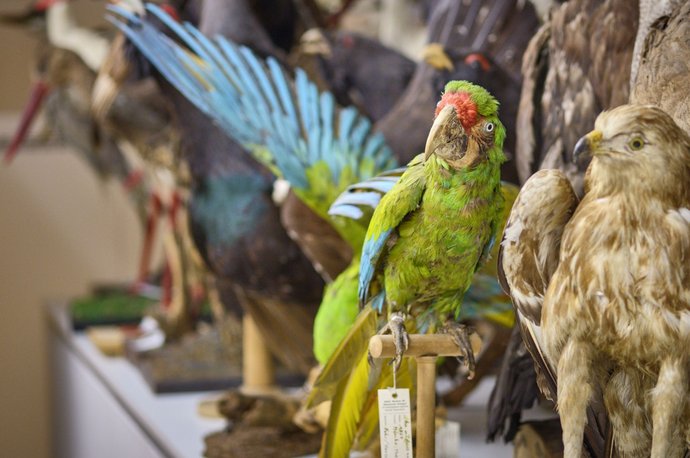 Sind Papageien Zugvögel? Ihr buntes Gefieder verrät's.