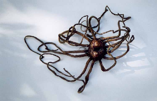 Die Knolle einer Steppenlilie. Die Knolle einer Steppenlilie.