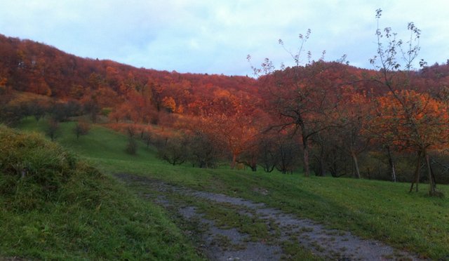 Nix. Niente. Nur Wald und Wiese. Foto: Anna Hunger