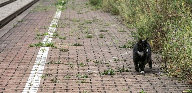 Katze vom Fach. Foto: Joachim E. Röttgers
