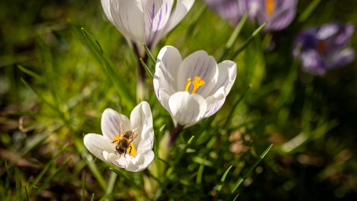 Frühlingsgruß – adieu Tristesse. Frühlingsgruß – adieu Tristesse.