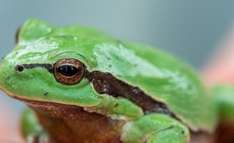Oh, ein Laubfrosch!