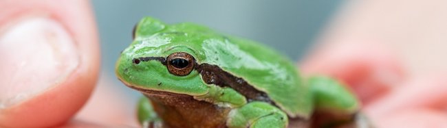 Oh, ein Laubfrosch!