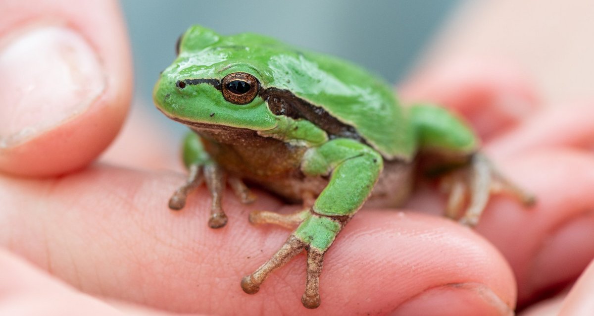 Ein Überraschungsgast: Der seltene Laubfrosch erweist dem Ministerpräsidenten und den Jugendlichen die Ehre.